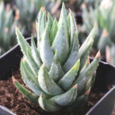 Haworthiopsis glauca var. glauca