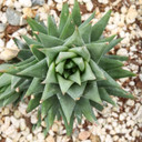 Haworthiopsis glauca var. glauca