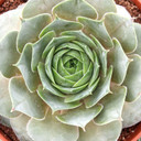 Sempervivum 'Big Blue'