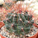 Ferocactus hamatacanthus - Texas Barrel Cactus [extra large]