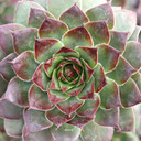 Sempervivum 'Watermark King'