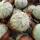 Tephrocactus alexanderi - Indian Ball Cactus [bare root]