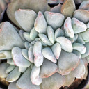 Echeveria Crested 'Cubic Frost'™