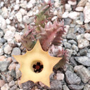 Huernia thuretii - Bloom