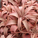 Air Plant - Tillandsia xerographica (red, infused) [4.0"]