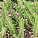 Stapelia gigantea