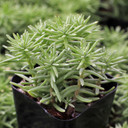 Sedum griseum