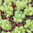 Sedum griseum