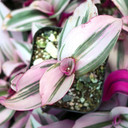 Tradescantia cerinthoides 'Pink Furry' - May