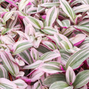 Tradescantia cerinthoides 'Pink Furry'