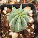 Euphorbia mammillaris