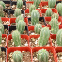 Euphorbia mammillaris