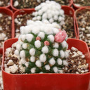 Mammillaria gracilis 'Oruga'
