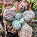 Echeveria 'Lilac Frost' (Mature)
