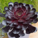 Semponium 'Destiny' - Mature