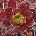 Semponium 'Vortex'