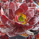 Semponium 'Vortex'