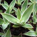 Agave mitis 'Multicolor'
