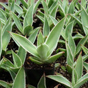 Agave mitis 'Multicolor'