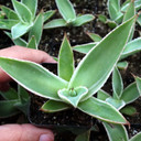 Agave mitis 'Multicolor'