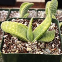 Gasteria bicolor f. variegata [large]