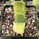 Gasteria bicolor f. variegata [large]
