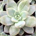 Echeveria 'Blue Star'