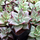 Echeveria agavoides 'Ebony'