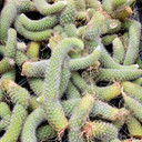 Cleistocactus winteri ssp. colademononis [bare root] - Monkey Tail Cactus - Variations