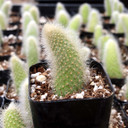 Cleistocactus winteri ssp. colademononis - Monkey Tail Cactus