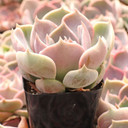 Echeveria 'Elora'