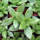Sedum adolphi 'Ogre Teeth'