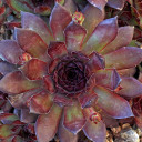 Sempervivum 'Bronco' (Outdoors) - May
