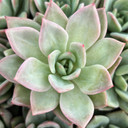 Echeveria 'Blue Moon'