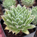 Sempervivum 'Mad Hatter'