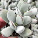 Cotyledon orbiculata 'Dinteri Jacobsen'