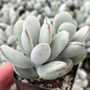 Cotyledon orbiculata 'Dinteri Jacobsen'