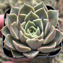 Echeveria 'Romance'