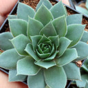 Sempervivum 'Charolensis'