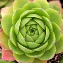 Sempervivum 'Charolensis' (Young) - May