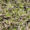 Crassula volkensii f. variegata