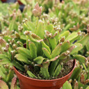 Rhipsalis micrantha f. rauhiorum