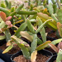 Rhipsalis micrantha f. rauhiorum