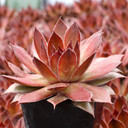 Chick Charms® Cherries Jubilee™ - June