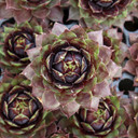 Chick Charms® Cranberry Cocktail™ [plug]