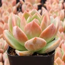 Echeveria 'Purple Champagne'