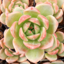 Echeveria 'Purple Champagne'