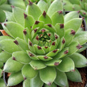 Sempervivum Colorockz® 'Emerald Swirl'