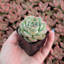 Echeveria 'Bonita Rotunda'