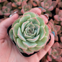 Echeveria 'Bonita Rotunda'